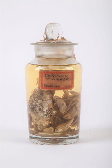 © Jutta Drabek-Hasselmann, Zoologisches Museum Kiel